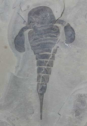 Eurypterus (Sea Scorpion) Fossil - New York #62797
